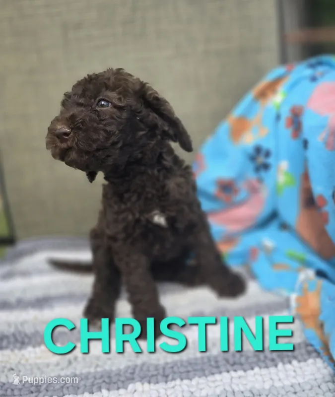 Christine – Labradoodle puppy for sale in Saint James, MO