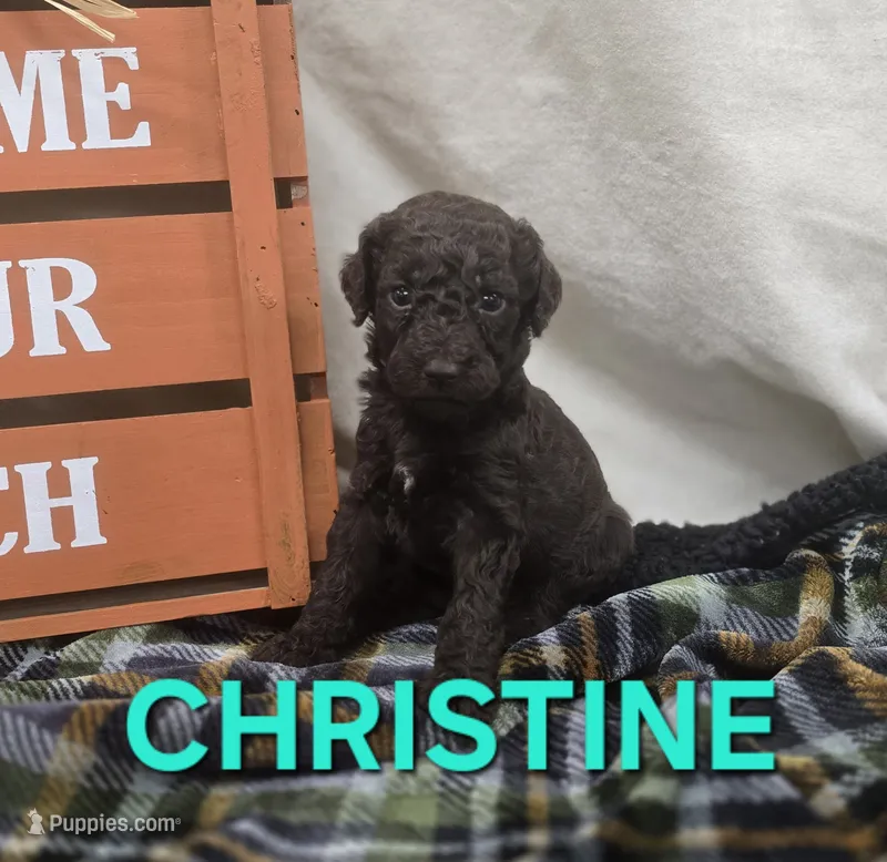 Christine – Labradoodle puppy for sale in Saint James, MO