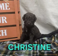 Christine, a female Labradoodle for sale in Saint James, MO – 4 of 7