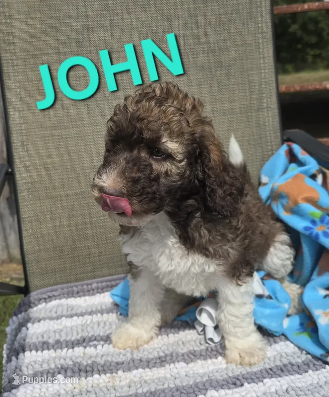 John Locke – Labradoodle puppy for sale in Saint James, MO