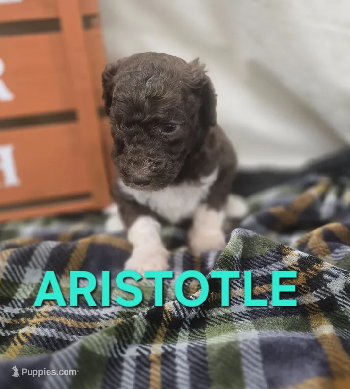 Aristotle – Labradoodle puppy for sale in Saint James, MO