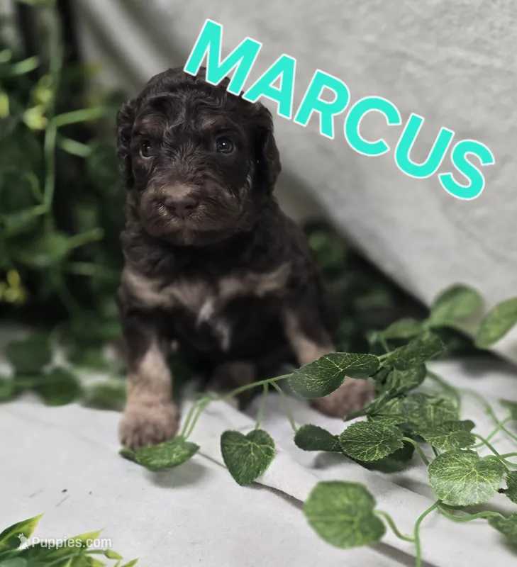 Marcus – Labradoodle puppy for sale in Saint James, MO