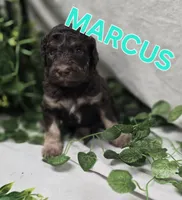 Marcus, a male Labradoodle for sale in Saint James, MO – 5 of 7