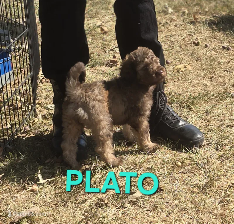 Plato – Labradoodle puppy for sale in Saint James, MO