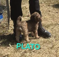 Plato, a male Labradoodle for sale in Saint James, MO – 2 of 7