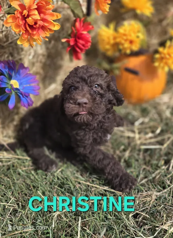 Christine – Labradoodle puppy for sale in Saint James, MO