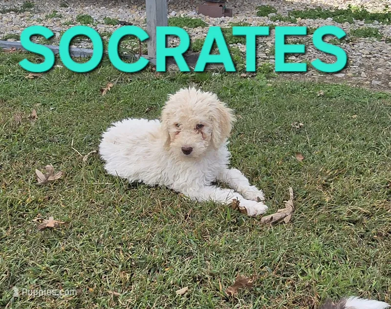 Socrates – Labradoodle puppy for sale in Saint James, MO
