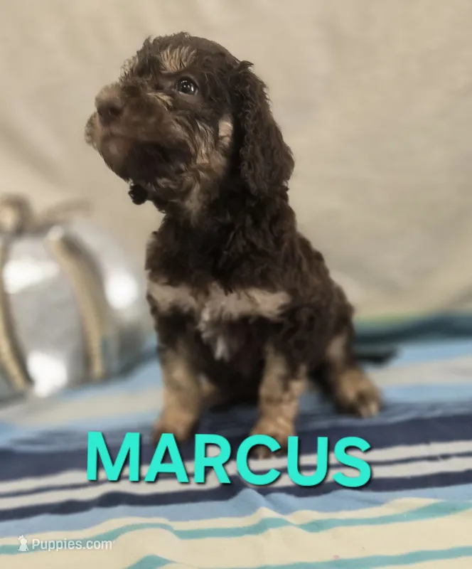 Marcus – Labradoodle puppy for sale in Saint James, MO