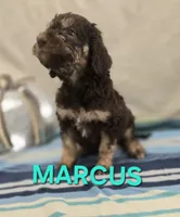 Marcus, a male Labradoodle for sale in Saint James, MO – 3 of 7