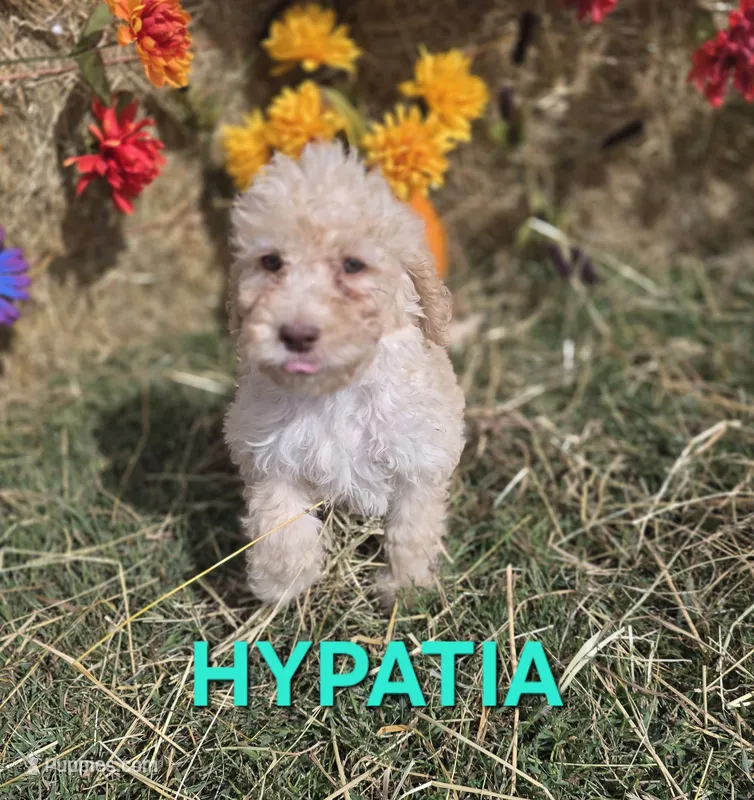 Hypatia – Labradoodle puppy for sale in Saint James, MO
