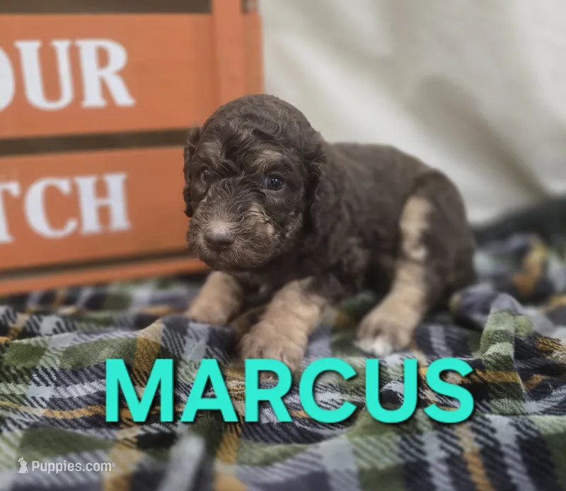 Marcus – Labradoodle puppy for sale in Saint James, MO