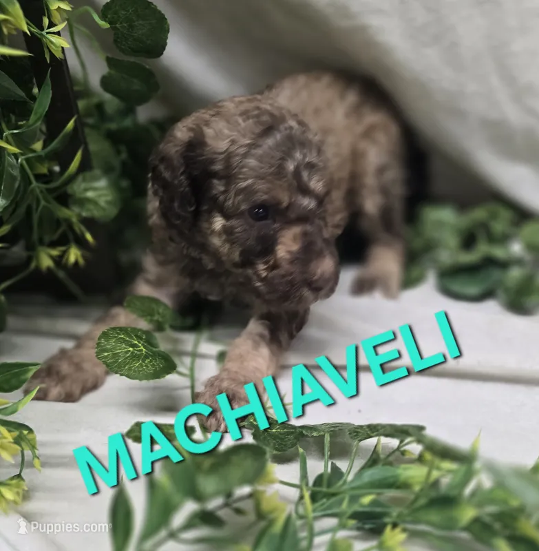 Machiaveli – Labradoodle puppy for sale in Saint James, MO