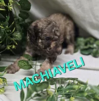Machiaveli, a male Labradoodle for sale in Saint James, MO – 5 of 7