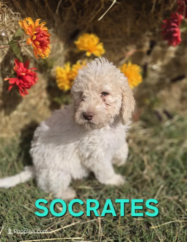 Socrates – Labradoodle puppy for sale in Saint James, MO