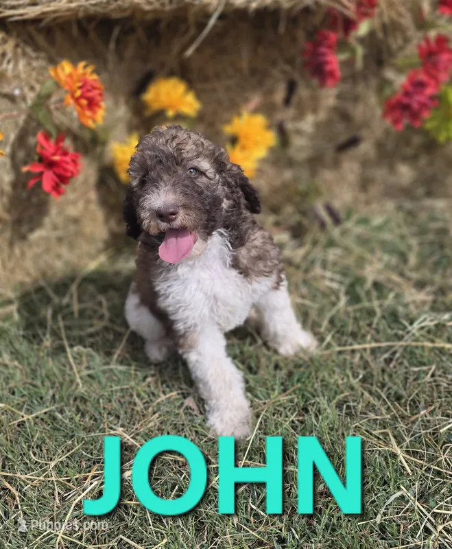 John Locke – Labradoodle puppy for sale in Saint James, MO