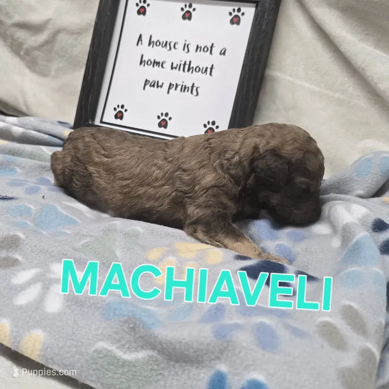 Machiaveli – Labradoodle puppy for sale in Saint James, MO