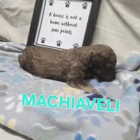 Machiaveli, a male Labradoodle for sale in Saint James, MO – 1 of 1