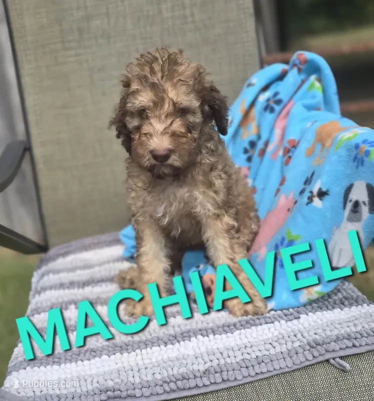 Machiaveli – Labradoodle puppy for sale in Saint James, MO