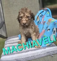 Machiaveli, a male Labradoodle for sale in Saint James, MO – 1 of 7
