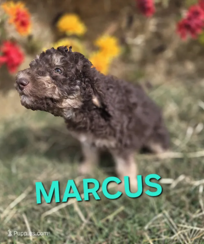 Marcus – Labradoodle puppy for sale in Saint James, MO