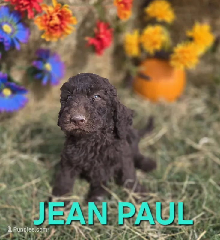 Jean Paul – Labradoodle puppy for sale in Saint James, MO