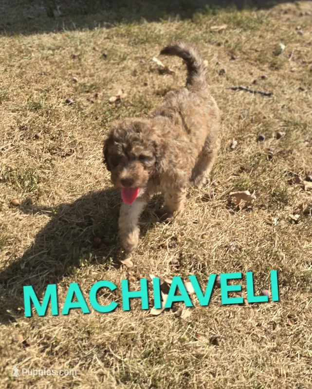 Machiaveli – Labradoodle puppy for sale in Saint James, MO