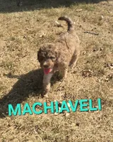 Machiaveli, a male Labradoodle for sale in Saint James, MO – 2 of 7