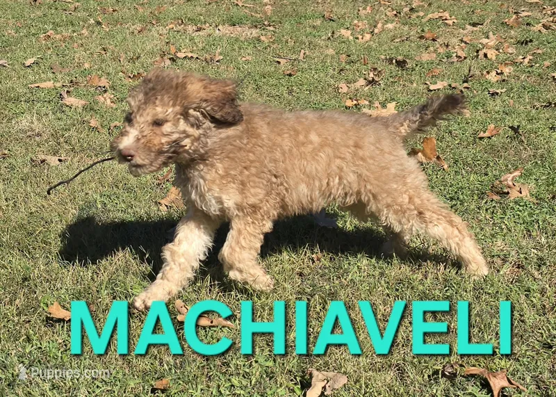 Machiaveli – Labradoodle puppy for sale in Saint James, MO