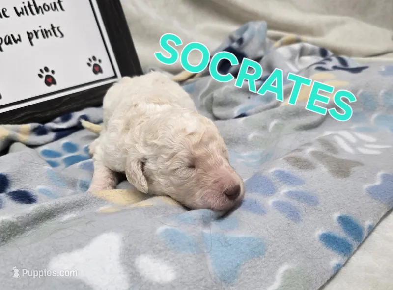 Socrates – Labradoodle puppy for sale in Saint James, MO