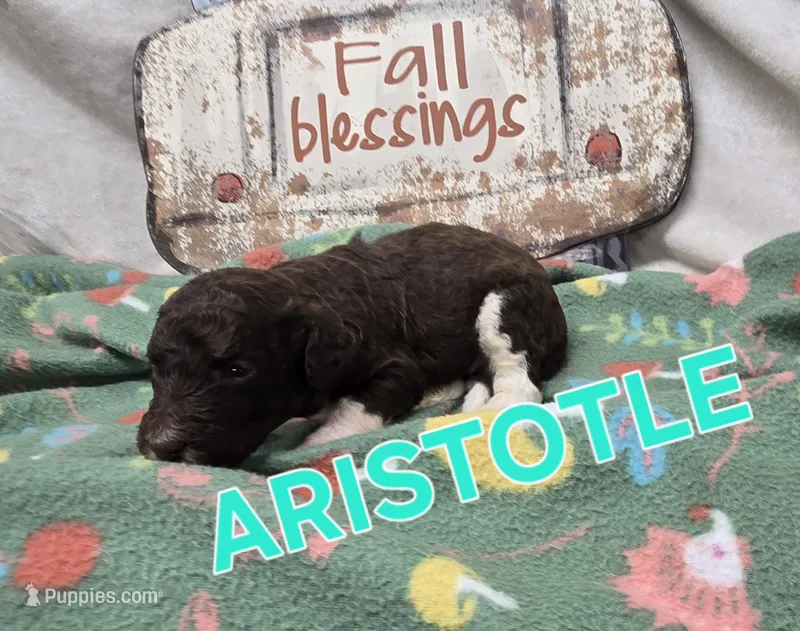 Aristotle – Labradoodle puppy for sale in Saint James, MO
