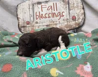 Aristotle, a male Labradoodle for sale in Saint James, MO – 6 of 7