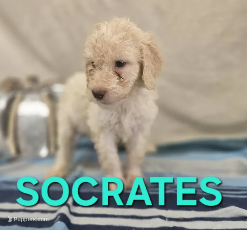 Socrates – Labradoodle puppy for sale in Saint James, MO