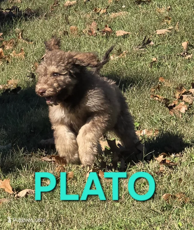 Plato – Labradoodle puppy for sale in Saint James, MO