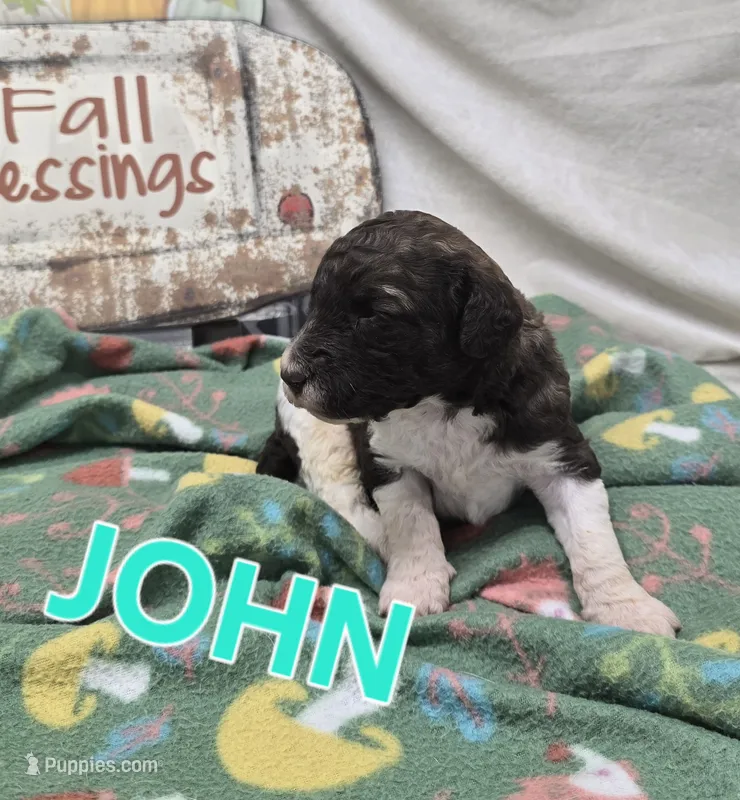 John Locke – Labradoodle puppy for sale in Saint James, MO