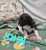 John Locke, a male Labradoodle for sale in Saint James, MO – 6 of 7