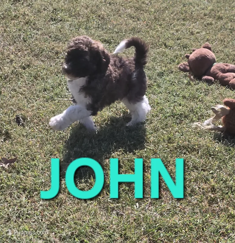 John Locke – Labradoodle puppy for sale in Saint James, MO