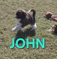John Locke, a male Labradoodle for sale in Saint James, MO – 2 of 7