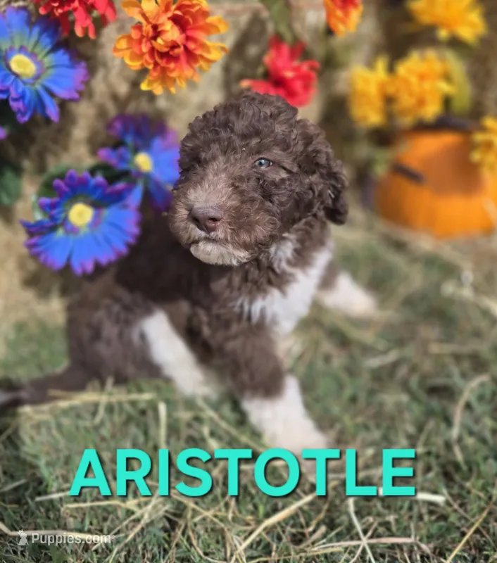 Aristotle – Labradoodle puppy for sale in Saint James, MO