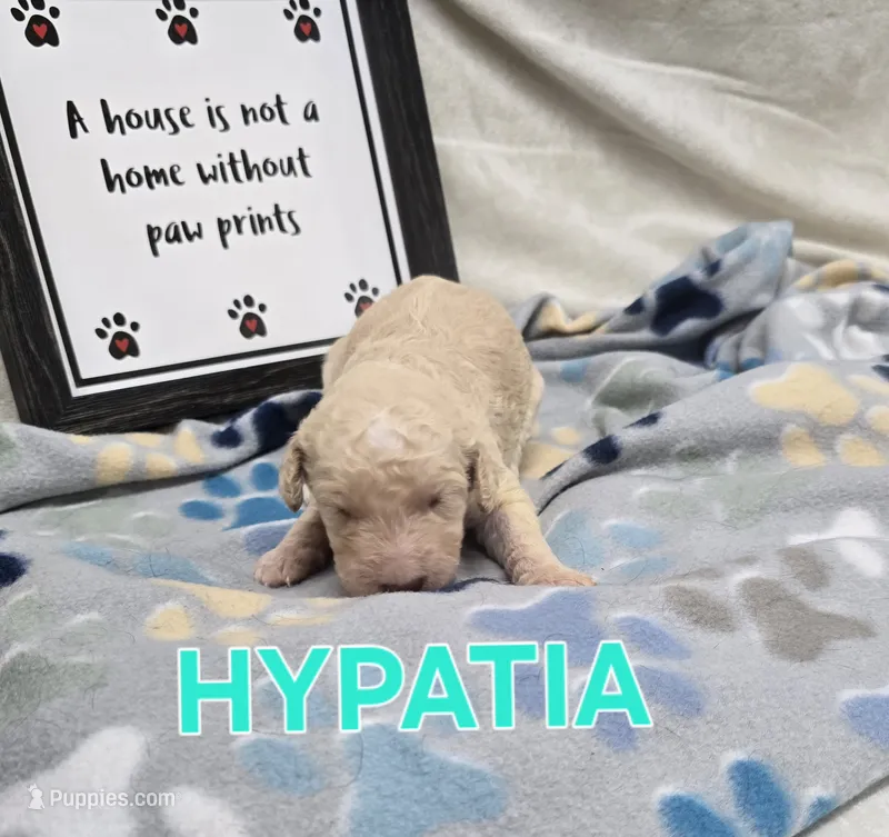 Hypatia – Labradoodle puppy for sale in Saint James, MO