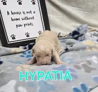 Hypatia, a female Labradoodle for sale in Saint James, MO – 1 of 1