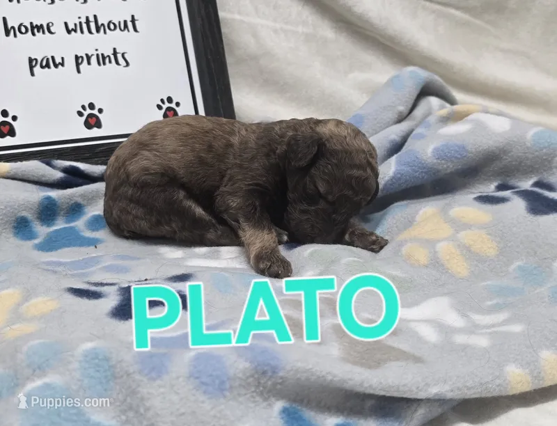 Plato – Labradoodle puppy for sale in Saint James, MO