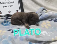 Plato, a male Labradoodle for sale in Saint James, MO – 1 of 1