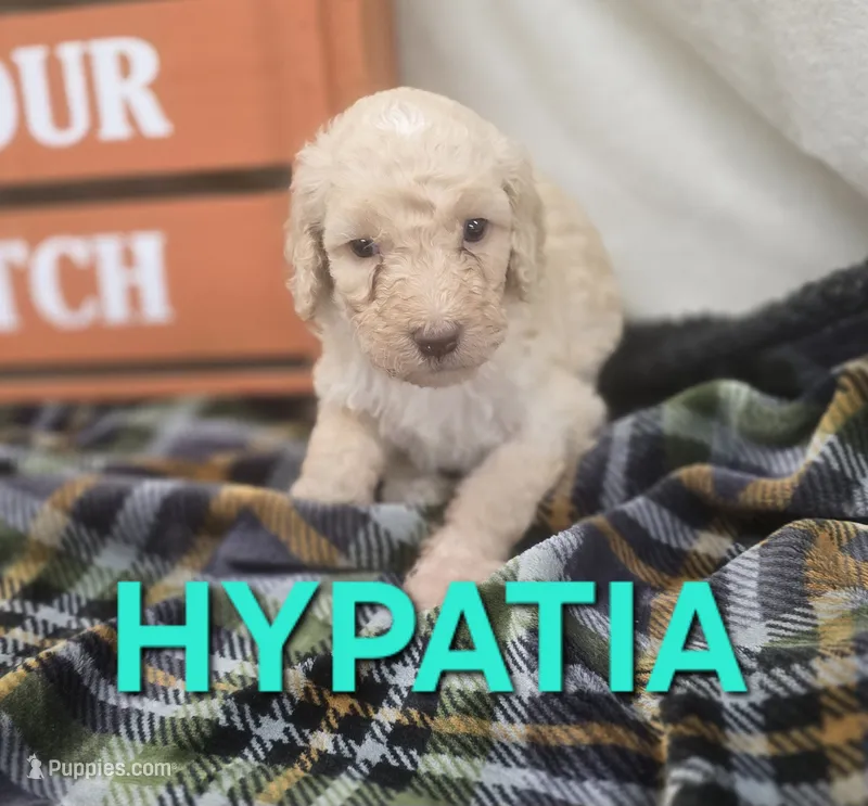 Hypatia – Labradoodle puppy for sale in Saint James, MO