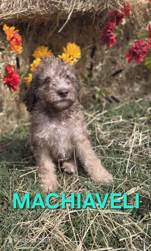 Machiaveli – Labradoodle puppy for sale in Saint James, MO