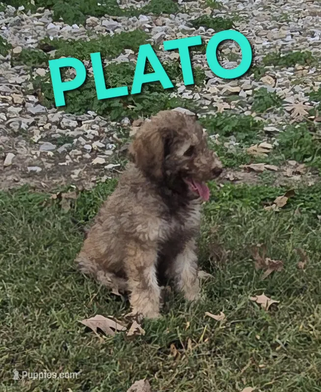 Plato – Labradoodle puppy for sale in Saint James, MO