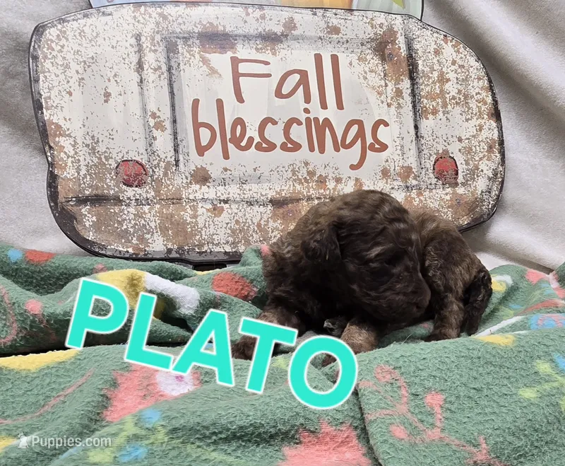 Plato – Labradoodle puppy for sale in Saint James, MO