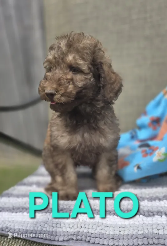 Plato – Labradoodle puppy for sale in Saint James, MO