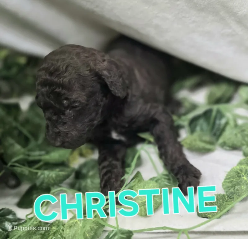 Christine – Labradoodle puppy for sale in Saint James, MO