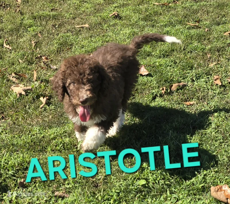 Aristotle – Labradoodle puppy for sale in Saint James, MO