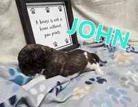 John Locke, a male Labradoodle for sale in Saint James, MO – 1 of 1